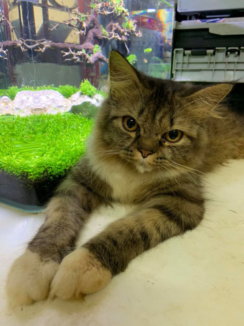 77156143 2601566009919155 8251145982553620480 o