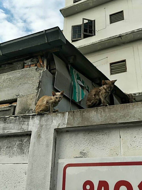 78748645 3144345219124016 8322052155989032960 n