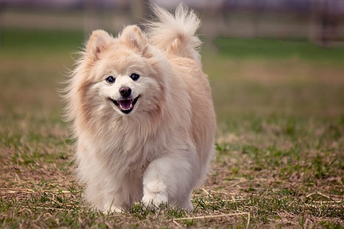 dog 1113398 640