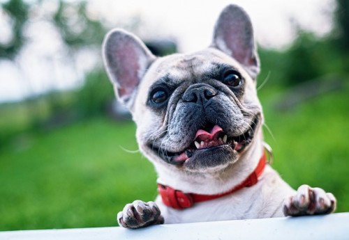 french bulldog 1482630 640