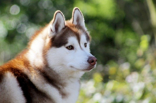 siberian husky 4565849 640