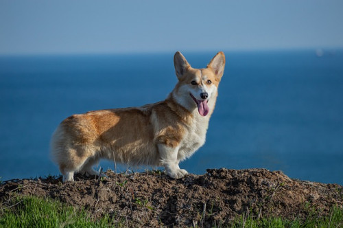 welsh corgi pembroke 4248916 640