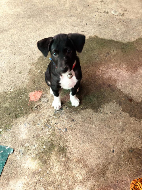 78821968 2706392836120081 7158394822280085504 n