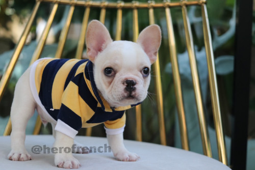 Male ?? ๑๙๑๒๑๓ 0008