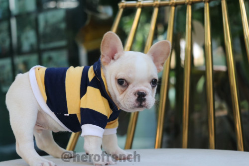 Male ?? ๑๙๑๒๑๓ 0005