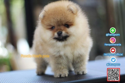 F03121 Edit 191204 0001