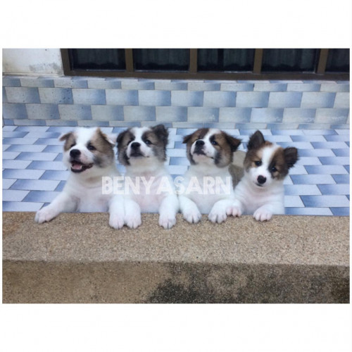 79937541 1176949255829745 7789718447440527360 n