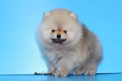 เมีย14125 191214 0001