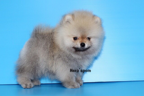 เมีย14125 191214 0006