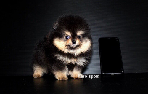 F19121 ๑๙๑๒๑๙ 0008