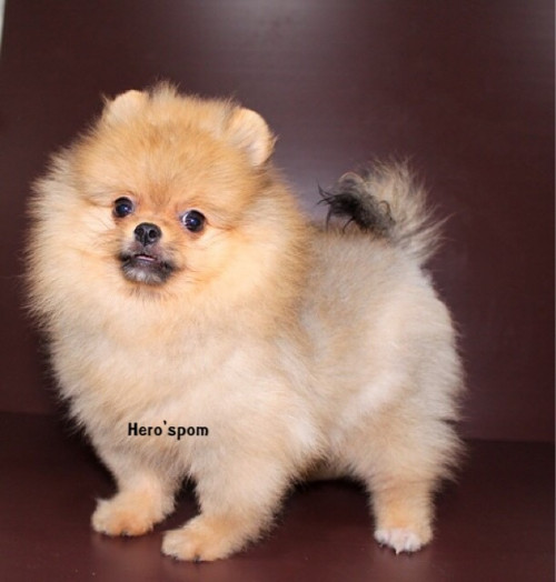 M19123 ๑๙๑๒๑๙ 0010