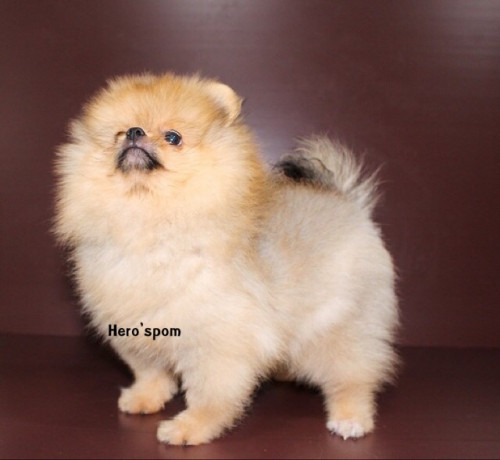 M19123 ๑๙๑๒๑๙ 0012