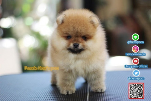 F03121 Edit 191204 0004