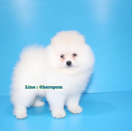 Male cream 191221 0003