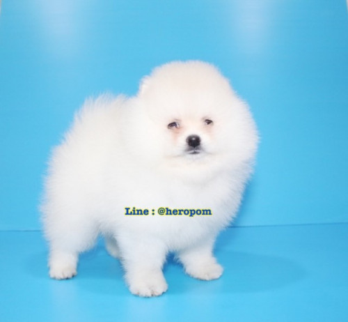 Male cream 191221 0007