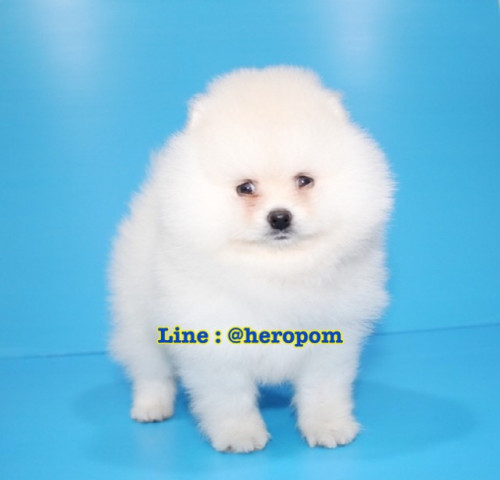 Male cream 191221 0002