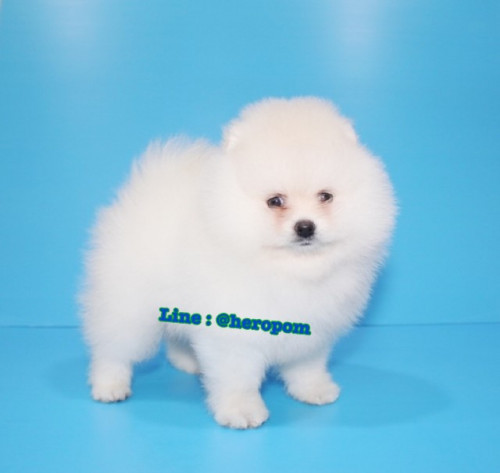 Male cream 191221 0008