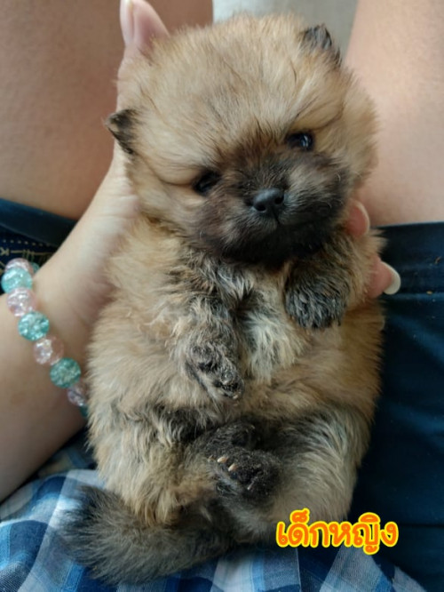 80035858 2573172829448255 7971619915973001216 n