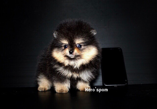 F19121 ๑๙๑๒๑๙ 0011