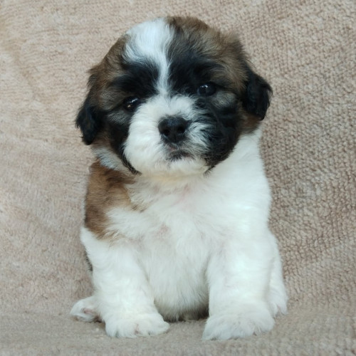 80693255 1739471022855364 3768904918308487168 n