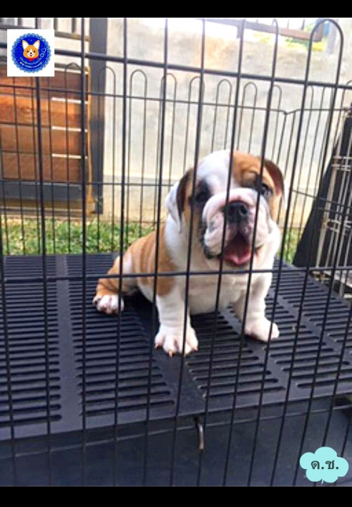 80878747 453894638891405 7634966326179528704 n