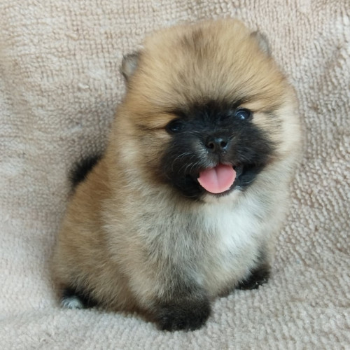 80954254 1467494150093304 5367694747508932608 n