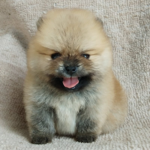 81530196 547855005769899 676276569651544064 n