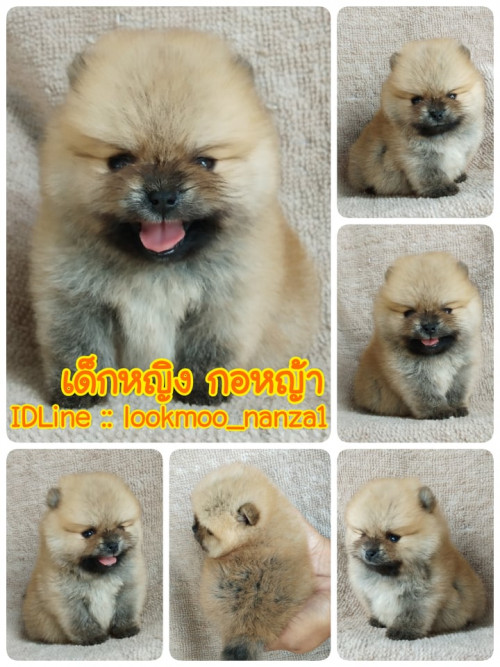 81638087 593670871451635 3076812131589423104 n