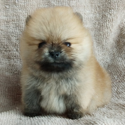 81734961 1229233060607902 4295748730939768832 n