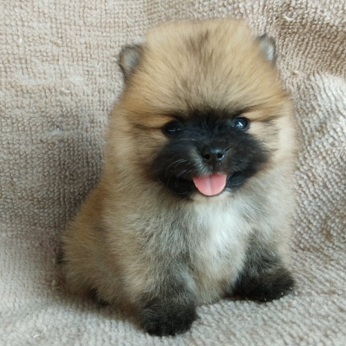 81943059 1441089816060018 3955918282686464000 n