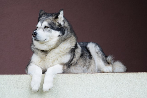 alaskan malamute 1531351 640