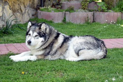 alaskan malamute 1533801 640