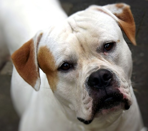 american bulldog 179677 640