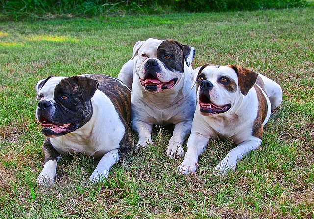 สุนัขสายพันธุ์ อเมริกัน บูลด็อก (American Bulldog) -  ตลาดซื้อขายหมาทุกสายพันธุ์ รูปหมาน่ารักและคลิปหมาน่ารัก