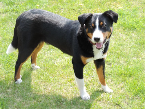 appenzell mountain dog 246074 640
