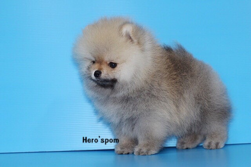 เมีย14125 191214 0008