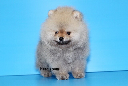 เมีย14125 191214 0009