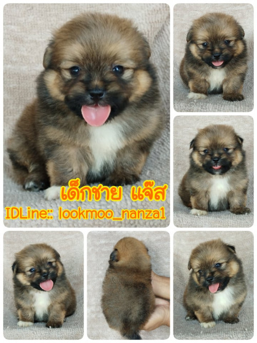 79783206 1578961552281310 572498498943975424 n