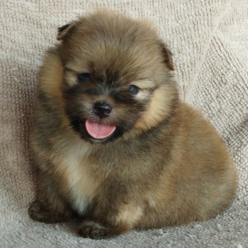 81108646 465380400756480 6790271027856277504 n