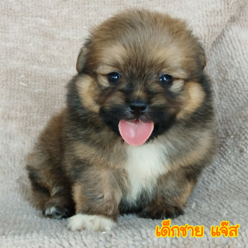 81682002 827688327655801 641545024554663936 n