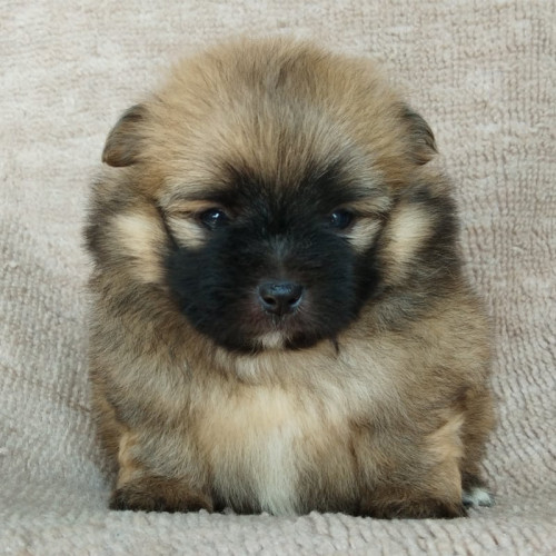 81695544 817845251975980 6437069152409616384 n