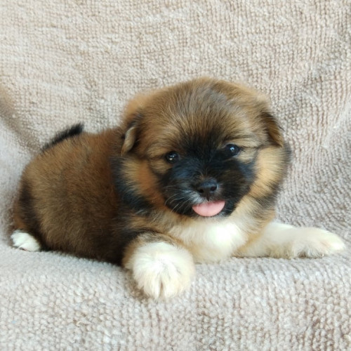 81802838 639541010152254 6442460835309682688 n