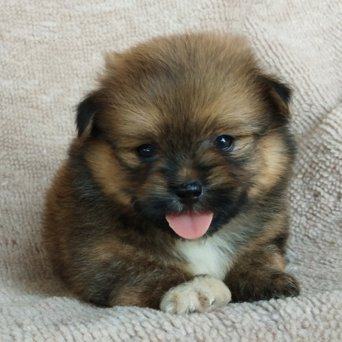 81877693 578726359581940 5706332285775642624 n