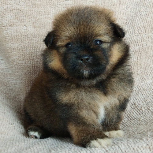 81894921 1477797242384929 7370010687042486272 n