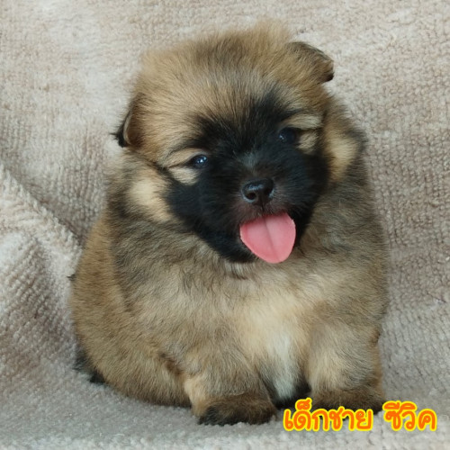 82007456 2394379367543216 313303519052431360 n