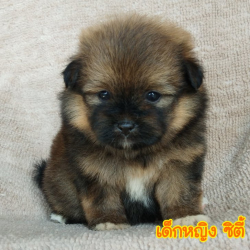 82198820 490855154895235 1826215485759291392 n