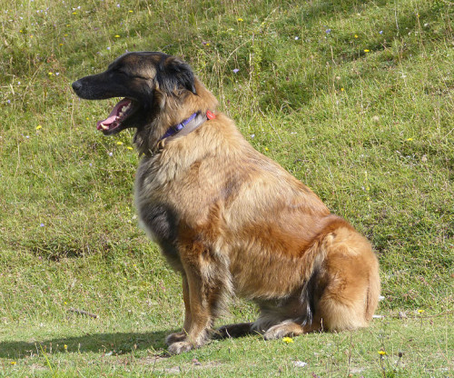 Estrela Mountain Dog (20843800936)