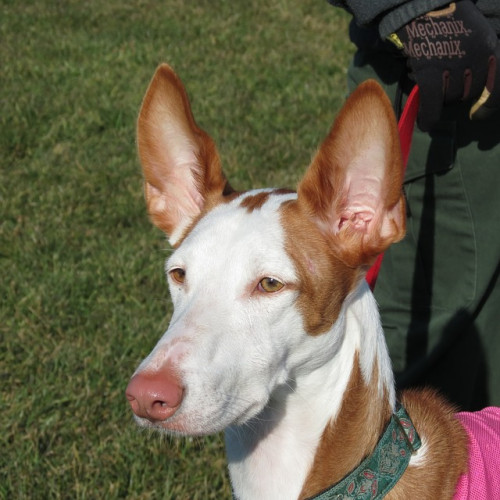 ibizan hound 2834450 640