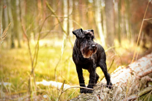 miniature schnauzer 1923452 640