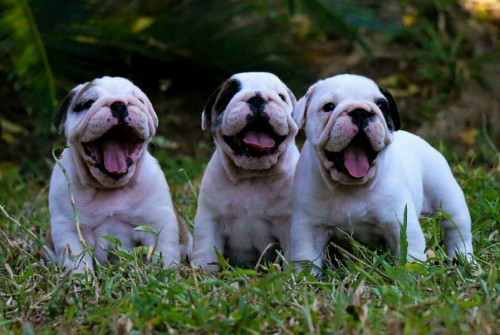 82012970 3557287007622425 8318819634753044480 n